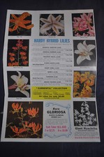 1955 US Bulb Corpo olandese Catalogo *Gigli e Fiori*