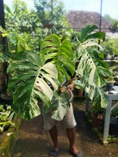 Real Picture Monstera Albo White Tiger Variegated  Very Big Size