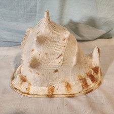 Horned Helmet (Cassis Cornuta) Large Conch Shell 9"x8"x8.5", Nice!