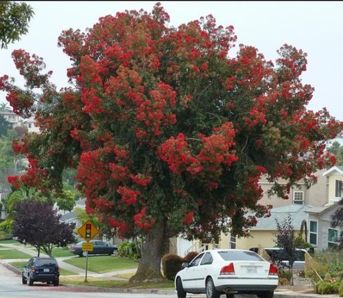 Roter Eukalyptus ficifolia, albanischer roter blühender Kaugummi, Corymbia - 10 bis 100 Samen - Bild 1 von 9