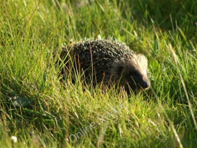 Foto 6x4 Igel (Erinaceus europeaus), Keen of Hamar Baltasound Out on c2009