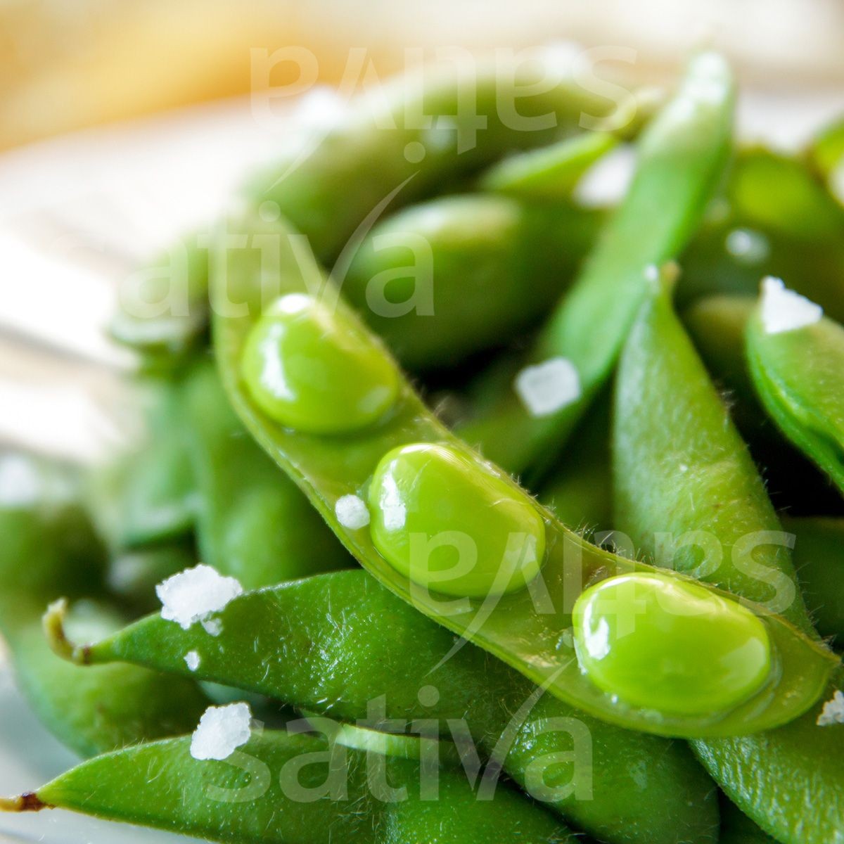 Soja Edamame Chiba Green, temprana, muy sabrosa, semillas orgánicas, 50 g