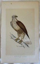 ROUGH-LEGGED BUZZARD UCCELLI ORNITOLOGIA BIRDS BIRD 1870 CIRCA POIANA COMUNE