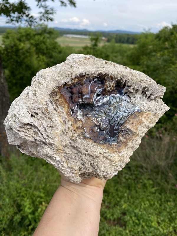 Agatized Fossil Coral, Lowndes County Georgia