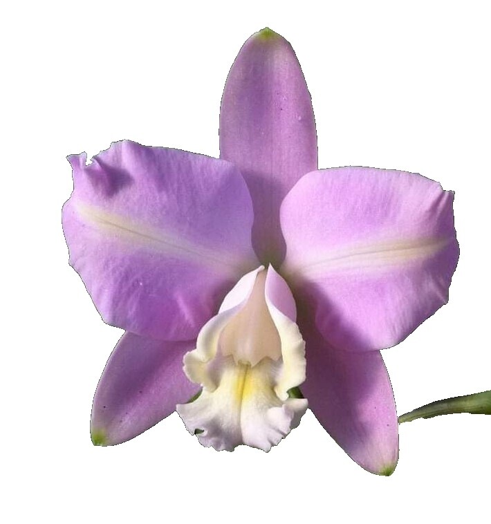 Cattleya Amethystoglossa | eBay