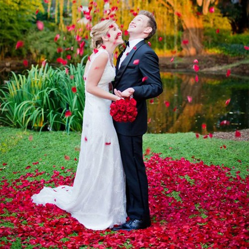 1000/2000X Wine Red Silk Petals Flowers Rose Petal Wedding Event Scatters Flower - Picture 5 of 10