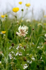 Photo 6x4 White Clover (Trifolium repens), Skaw, Unst Kirkaton A common a c2017