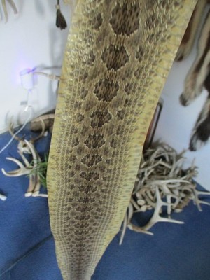 rattlesnake skin prairie rattle snake hide SOFT TANNED wrap pen blanks 41 in G4