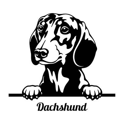 Autoaufkleber / Sticker /  Innen und Außen Kopf schwarz Teckel Kurzhaardackel 01