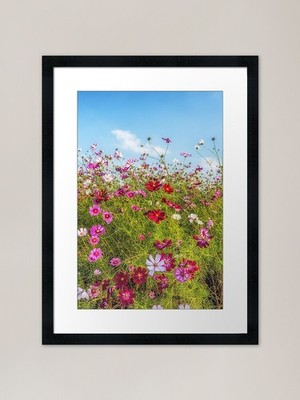 Field of cosmos flowers Framed Art  Framed Wall Art Poster Canvas Print Picture