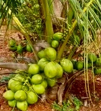 Organic Coconut Dwarf sprouted seed 1 seed