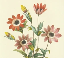 P. J. Redoute Print #6 Anemone stellata. broad-leaved anemone. Botanical Flower