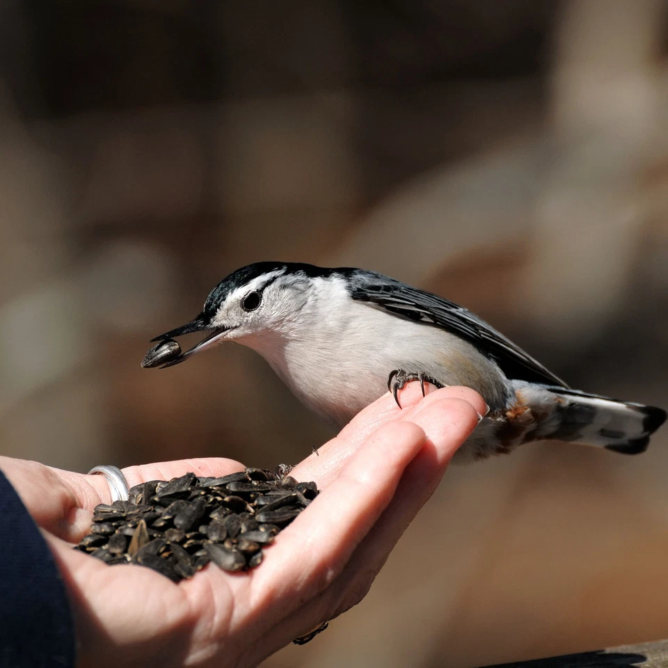 30 kg Sonnenblumenkerne Schwarz Futter Ganzjahresvogelfutter Vogelfutter 30 kg - Bild 2 von 4