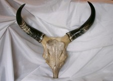 Zebu Rinderschädel Stirnplatte mit Hörnern von einem madagassischen Hausrind. 