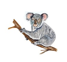 Decal Vinyl Sticker Koala - Printed Vinyl Decal Made in USA