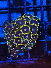 CE- WYSIWYG Blueberry Field Zoa Zoanthid Frag Live Coral LPS SPS #R1GJ6