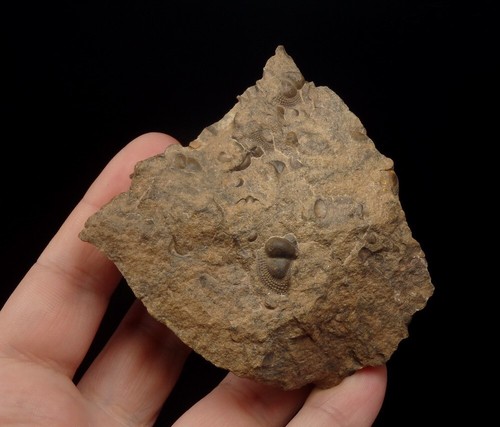Ordovician TRILOBITE Onnia sp. --- Morocco Anti-Atlas Erfoud /pf893 - Picture 3 of 9
