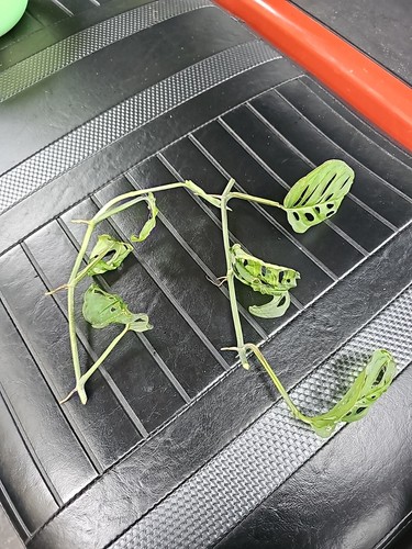 Monstera Adansonii 3 Node unrooted cuttings Swiss Cheese Monstera Wide Form - Picture 5 of 5