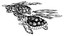 tortuga18