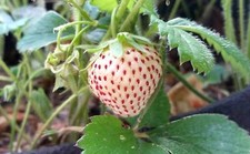 12 Strawberry / PINEBERRY PLANTS - We Use Organic Soil
