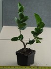 TAHITIAN GOLD DRAGON Tropical Hibiscus -- Plant in 4.5" pot — photo 2