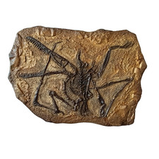 Giant Pterodactylus Replica 24x32 inch Prehistoric Wall Decor - NOT Real Fossil