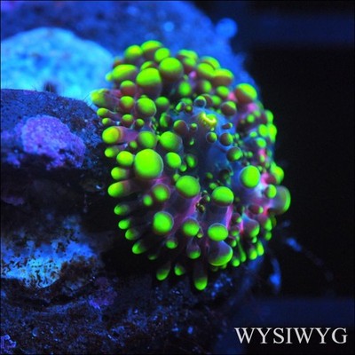 Corals of Eden WYSIWYG Live Coral Frag ~ Toxic Bubble Bounce Mushroom Coral