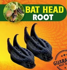 BICHHU PHAL BAT HEAD DEVILS CLAW KAKNASA MARTYNIA ANNUA 21 Pcs-Free Shiping