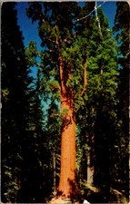 General Sherman Tree Sequoia National Park California Vintage Postcard