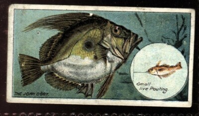 Tabakkarte, Imperial Canada, Fish & Bait, 1924, The John Dory, #37