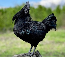 8 Ayam Cemani Hatching Eggs RARE High Quality Ships fast Solid Black 