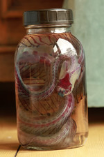 Diaphonized Snake (Trimeresurus insularis) in glycerin, fixated specimen