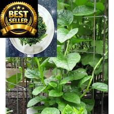 200+ Malabar Spinach Seeds for Planting - Ceylon Rau Mong TOI Green 