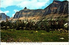 Vintage Postcard Bear Grass Glacier National Park Montana Wildflowers