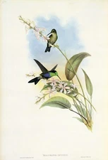 1990 Vintage HUMMINGBIRD #108 "BRAZILIAN WOOD NYMPH" LOVELY GOULD Art Lithograph