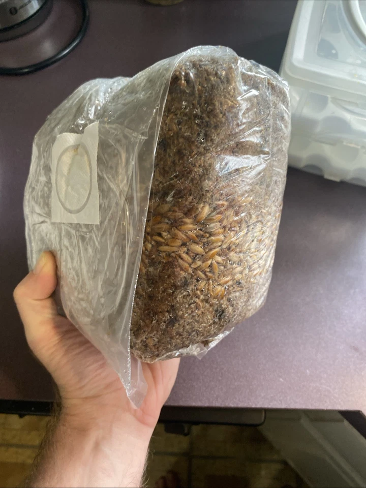 4lb All-in-One Mushroom Grow Bag Easy to Use - Image 2 of 3