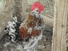 10 Mille Fleur Chicken Hatching Eggs