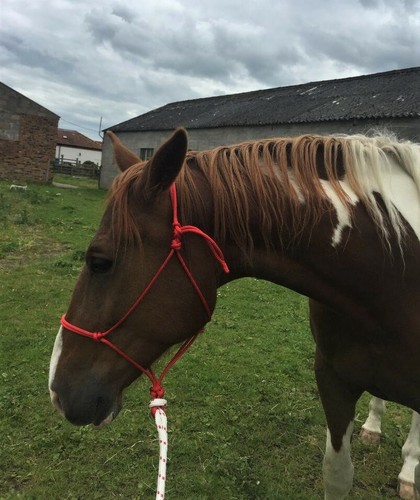 EASY-DOES-IT SOFT ROPE HALTER, PARELLI, NATURAL HORSEMANSHIP. 10 SIZES - Picture 11 of 12
