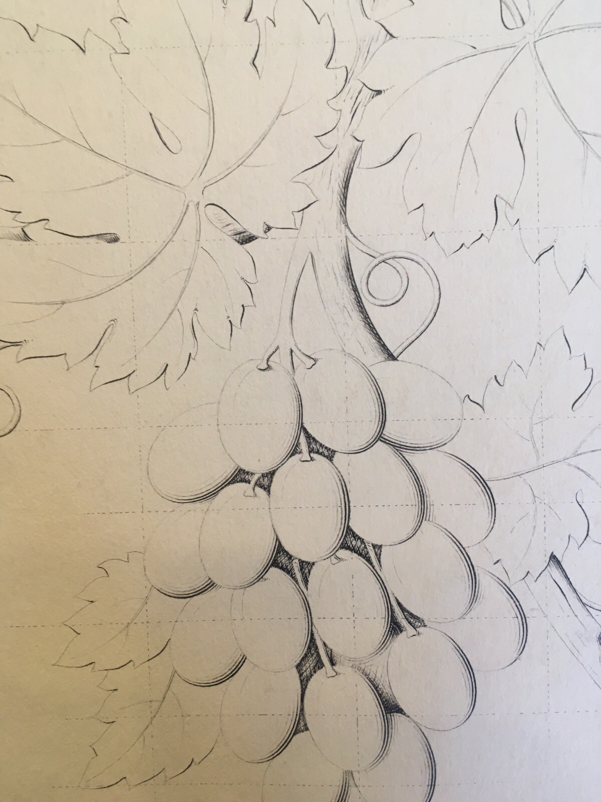 Muy Bonito Dibujo A Mano Tinta Hoja Acanto Fruto Uva Vid XIX Planta