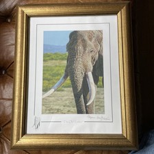 The Old Tusker Limited Print 326 - Stephen Gayford