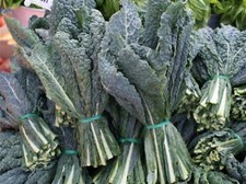 Black Lacinato, Dinosaur Kale Seeds- 400 2021 Seeds