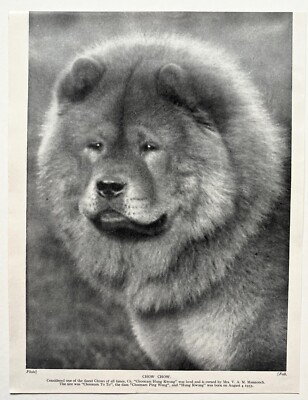 CHOW CHOW HUNDERASSE - 1930er VINTAGE BUCHILLUSTRATION