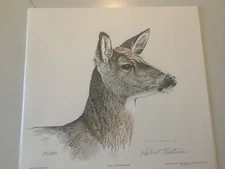 Rare Robert Bateman Whitetail Deer Head Study 1981