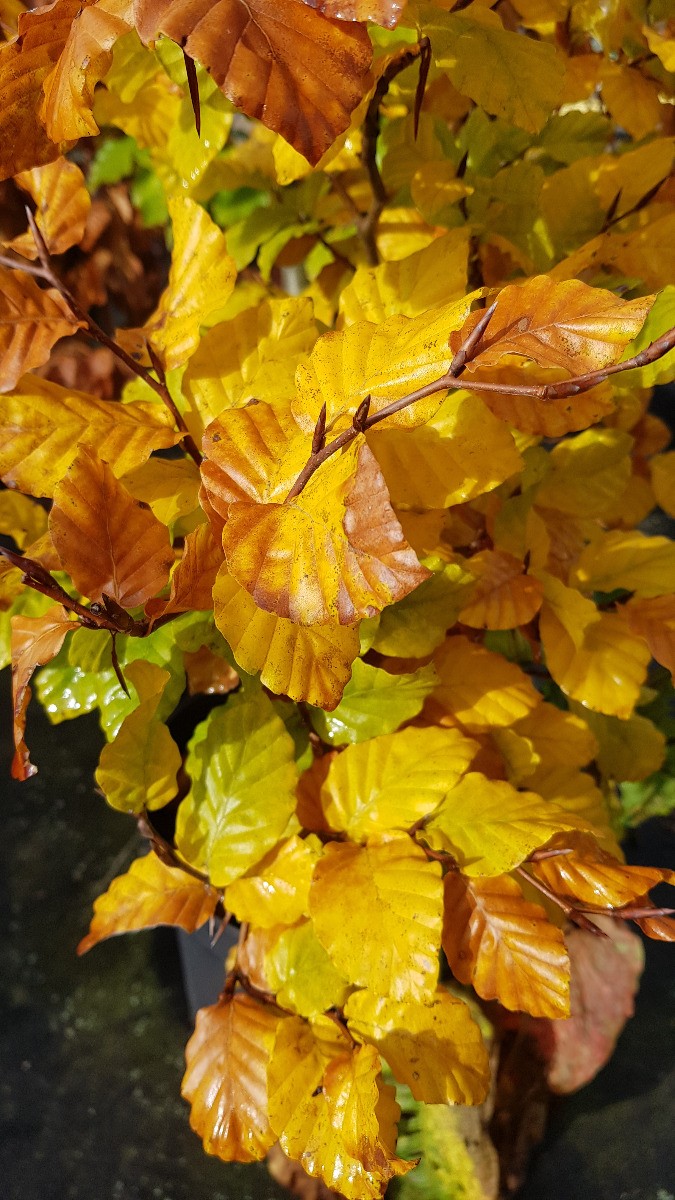 Fagus sylvatica Hêtre commun en pot de 7L, arbre de parc feuillu - 2