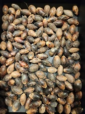 Kentai Palm Seeds - Multiple Options Available