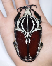 GOLIATHUS goliatus ab.conspersus - Cameroon - A1 Male 88mm from Wild Beautiful!