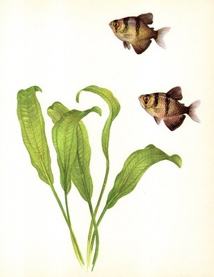 Vintage Tropical Aquarium Fish Print Black Tetra Aquarium Fish Art Print 6709-82