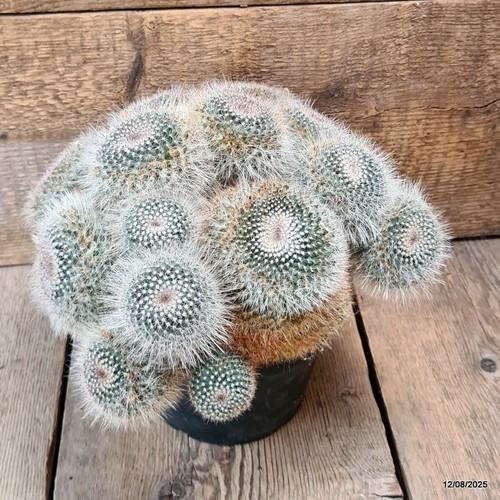 D5888 MAMMILLARIA HANIANA MULTIHEADS pot18-H18-W30 cm MaMa Cactus - Picture 2 of 4