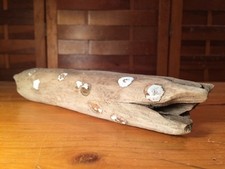 Beautiful 10" DRIFTWOOD Piece Art Terrarium Taxidermy Aquarium Beach Wood DECOR