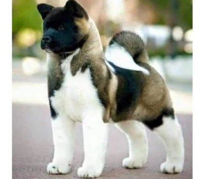 Akita Puppy Wanted Dogs Puppies Gumtree Australia Casey Area Wanted Akita Puppy